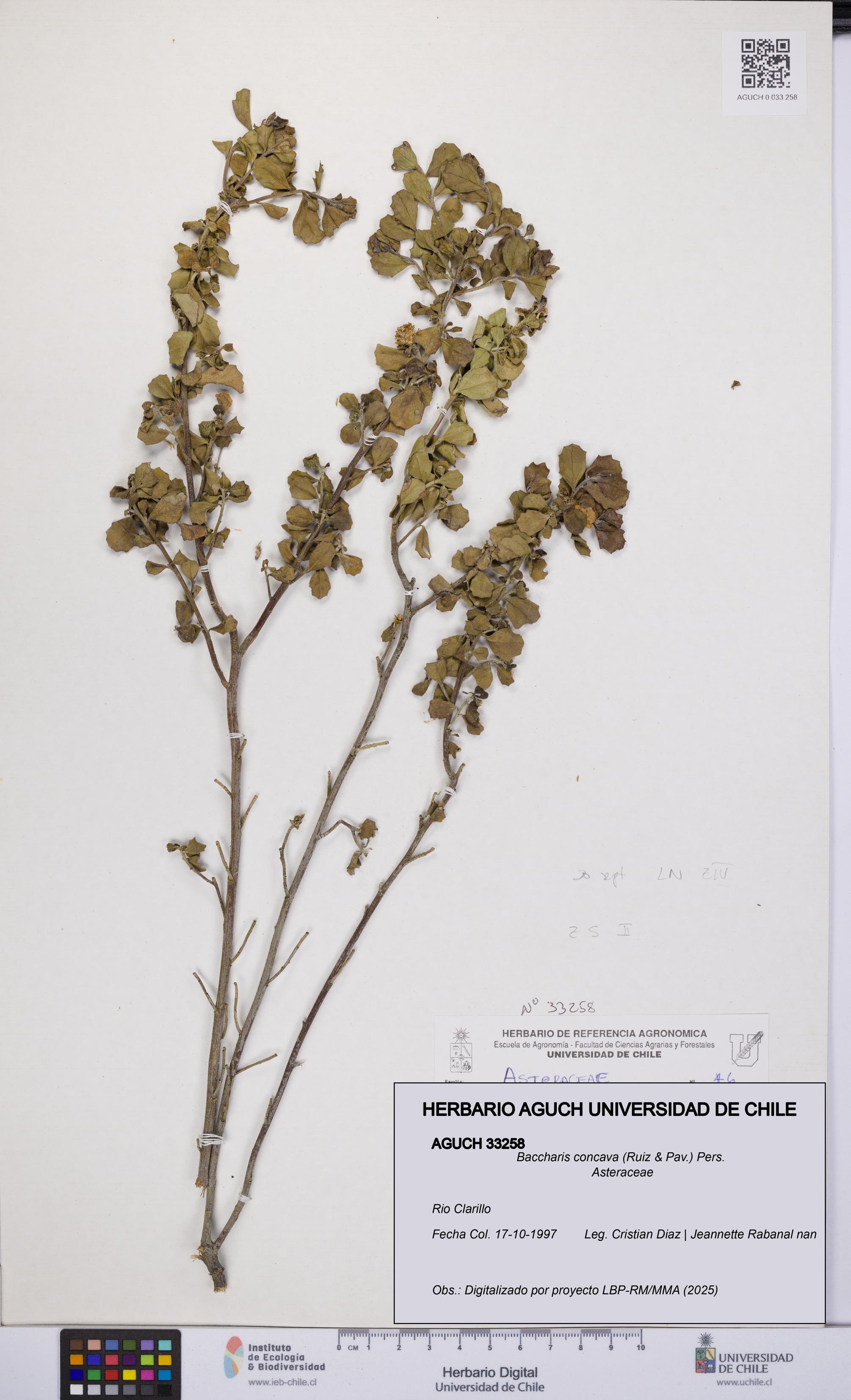 Baccharis concava [Espécimen: UCH:AGUCH:0033258]