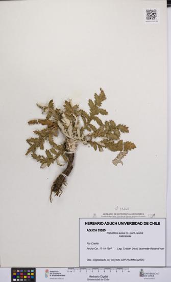 Trichocline aurea [Espécimen: UCH:AGUCH:0033265]