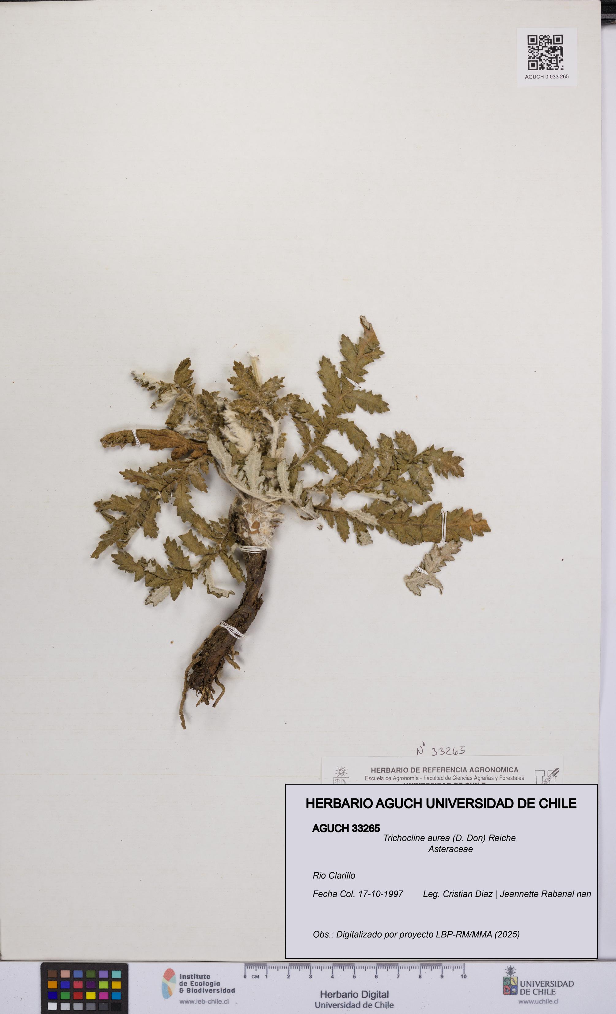 Trichocline aurea [Espécimen: UCH:AGUCH:0033265]