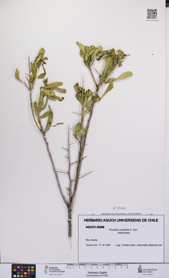 Proustia cuneifolia [Espécimen: UCH:AGUCH:0033269]