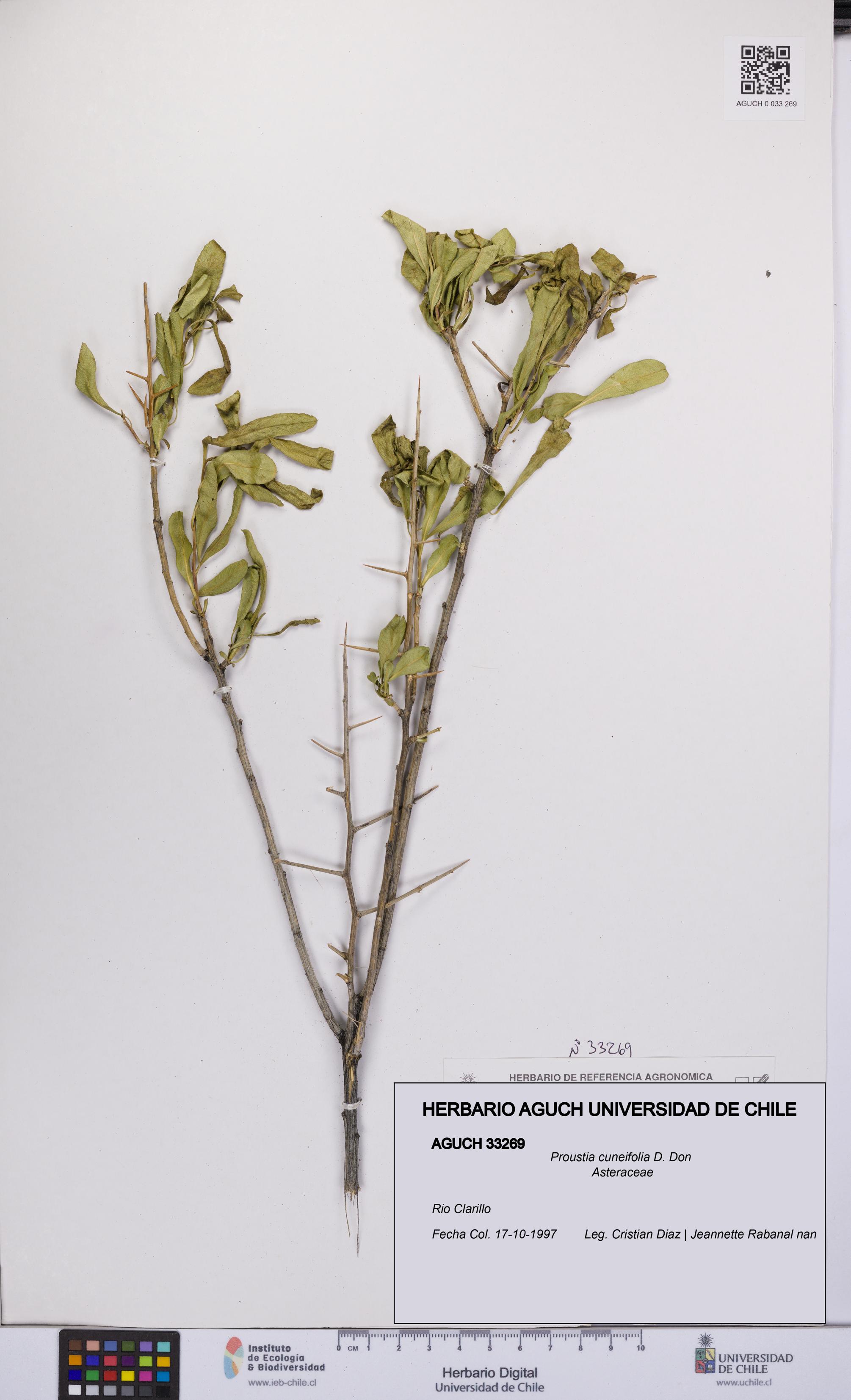 Proustia cuneifolia [Espécimen: UCH:AGUCH:0033269]