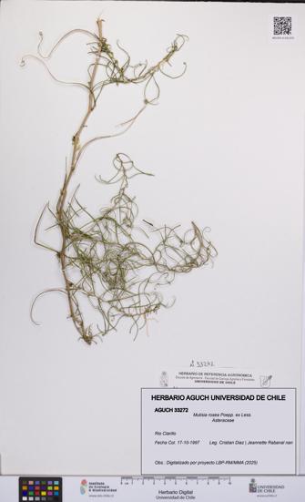 Mutisia rosea [Espécimen: UCH:AGUCH:0033272]