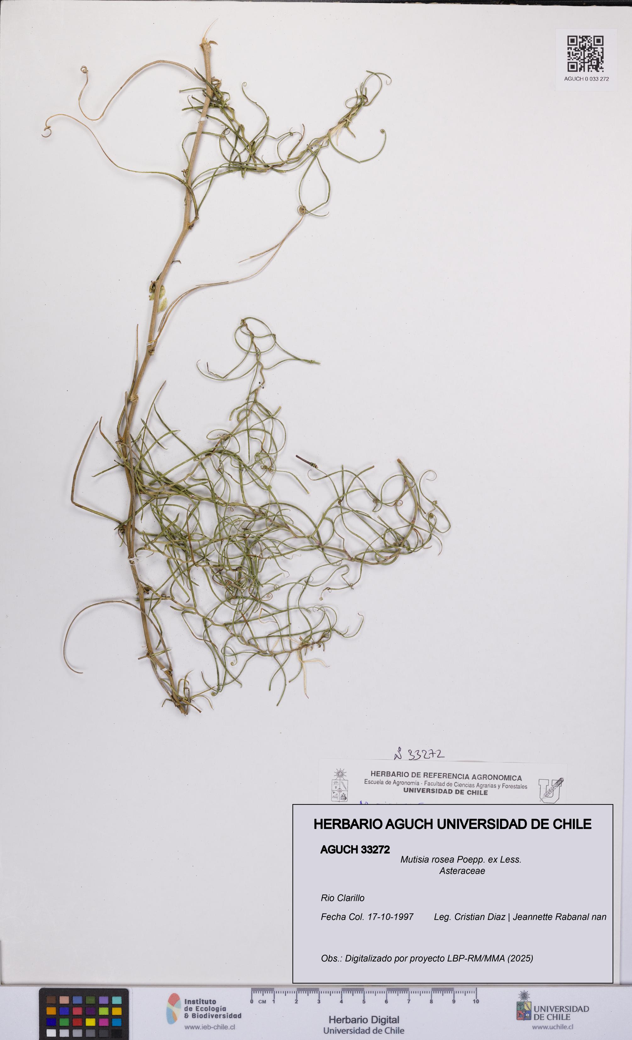 Mutisia rosea [Espécimen: UCH:AGUCH:0033272]