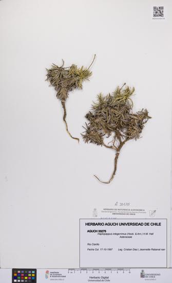 Haplopappus integerrimus [Espécimen: UCH:AGUCH:0033275]