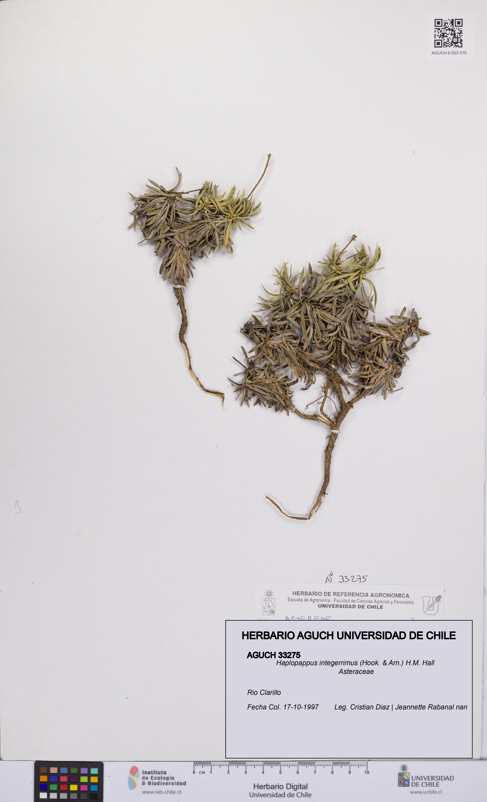 Haplopappus integerrimus [Espécimen: UCH:AGUCH:0033275]
