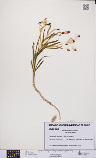 Alstroemeria pulchra [Espécimen: UCH:AGUCH:0033283]