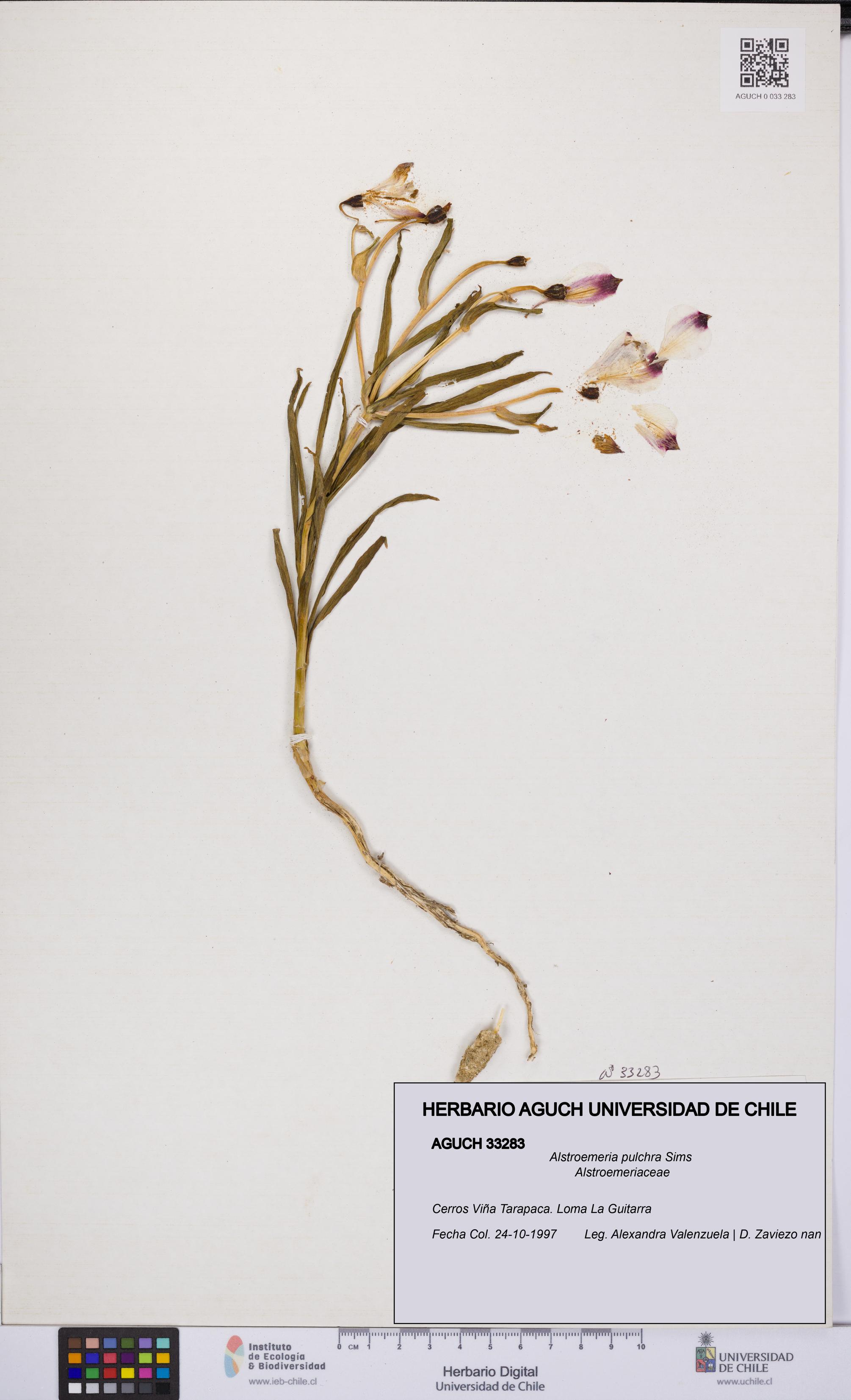 Alstroemeria pulchra [Espécimen: UCH:AGUCH:0033283]