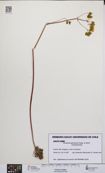 Calceolaria glandulosa [Espécimen: UCH:AGUCH:0033292]