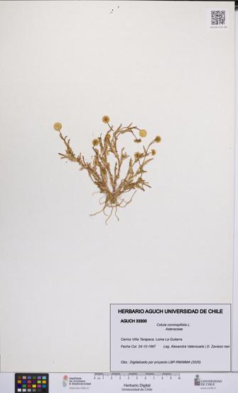 Cotula coronopifolia [Espécimen: UCH:AGUCH:0033300]