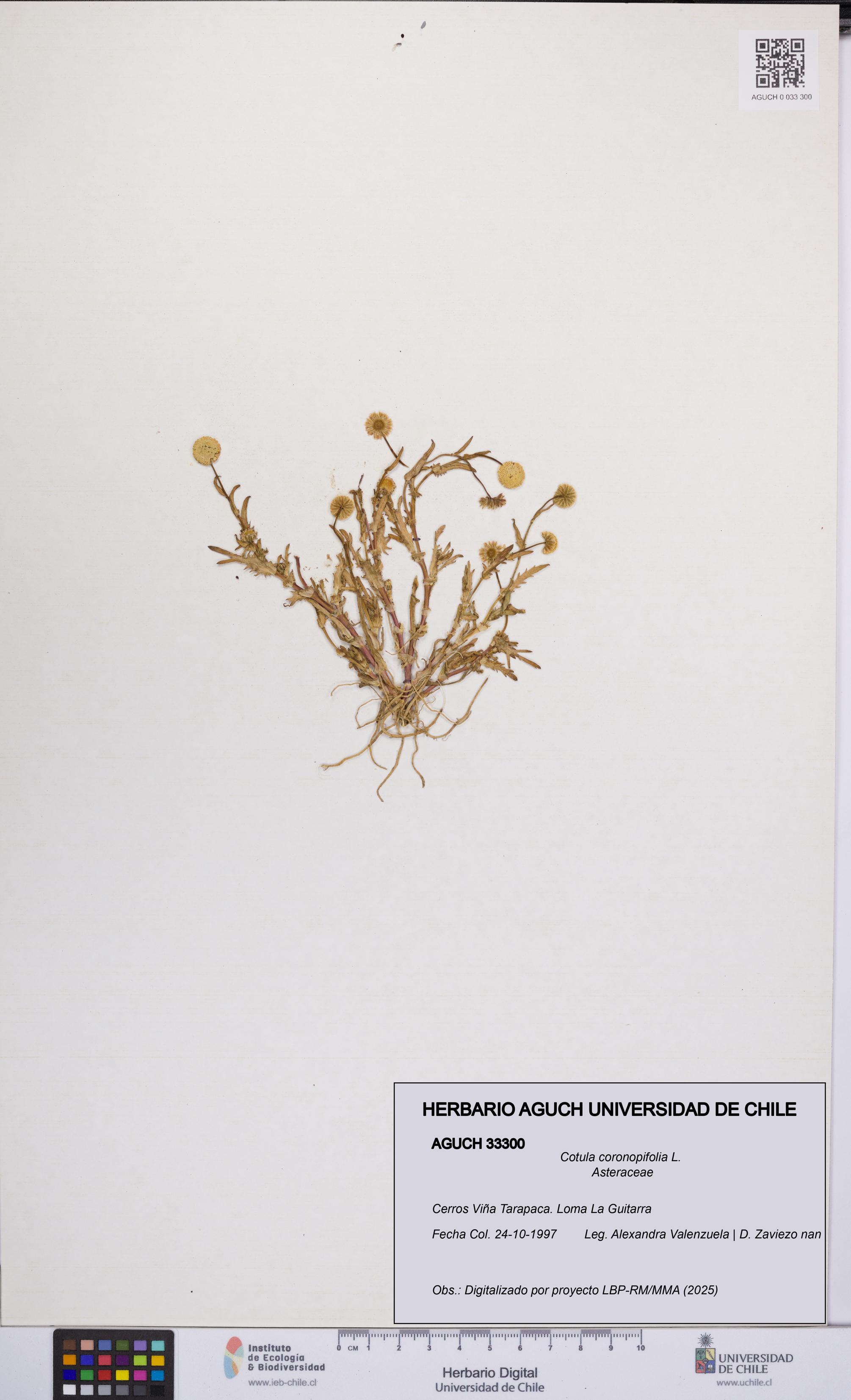 Cotula coronopifolia [Espécimen: UCH:AGUCH:0033300]