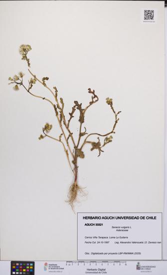 Senecio vulgaris [Espécimen: UCH:AGUCH:0033321]