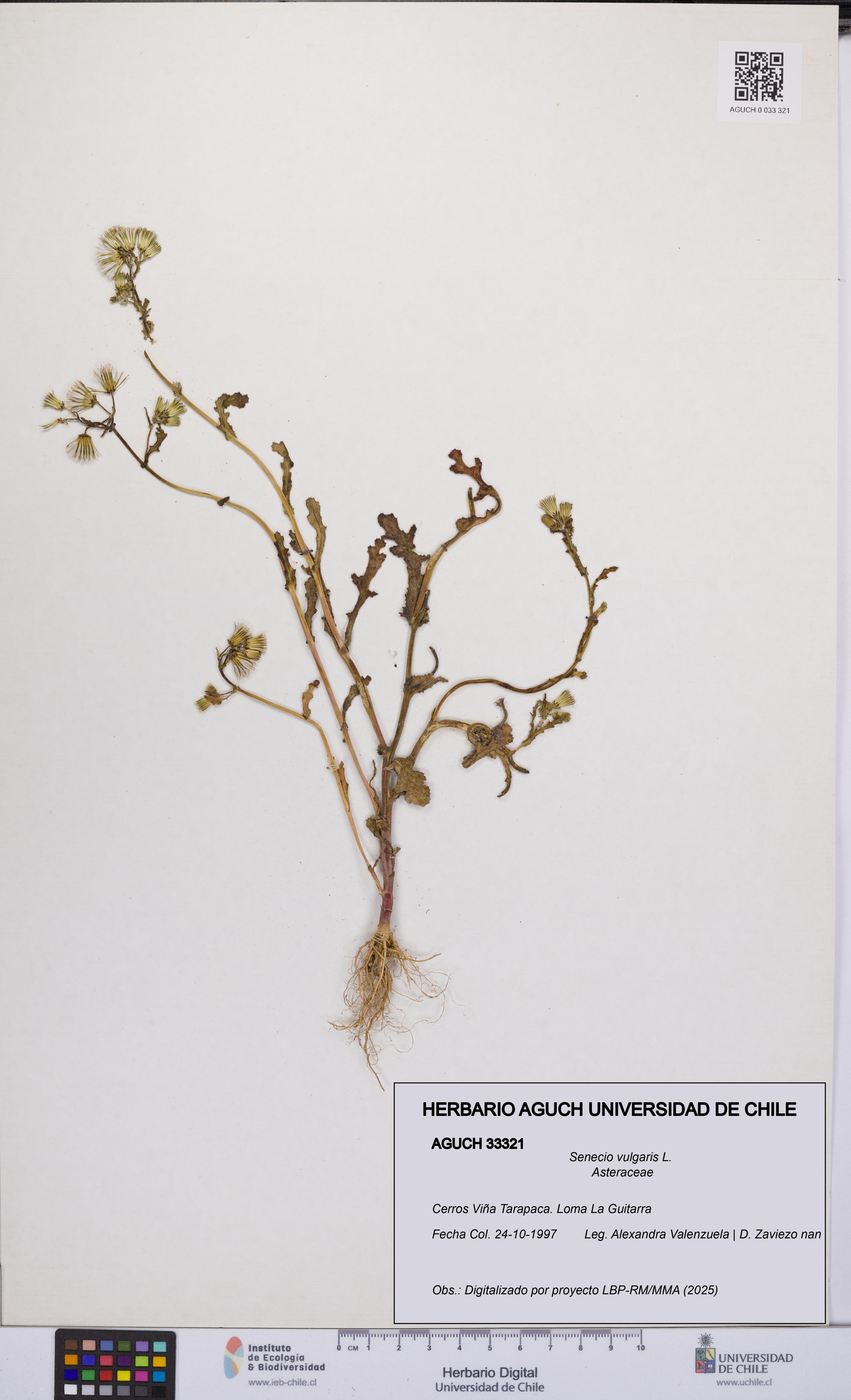 Senecio vulgaris [Espécimen: UCH:AGUCH:0033321]