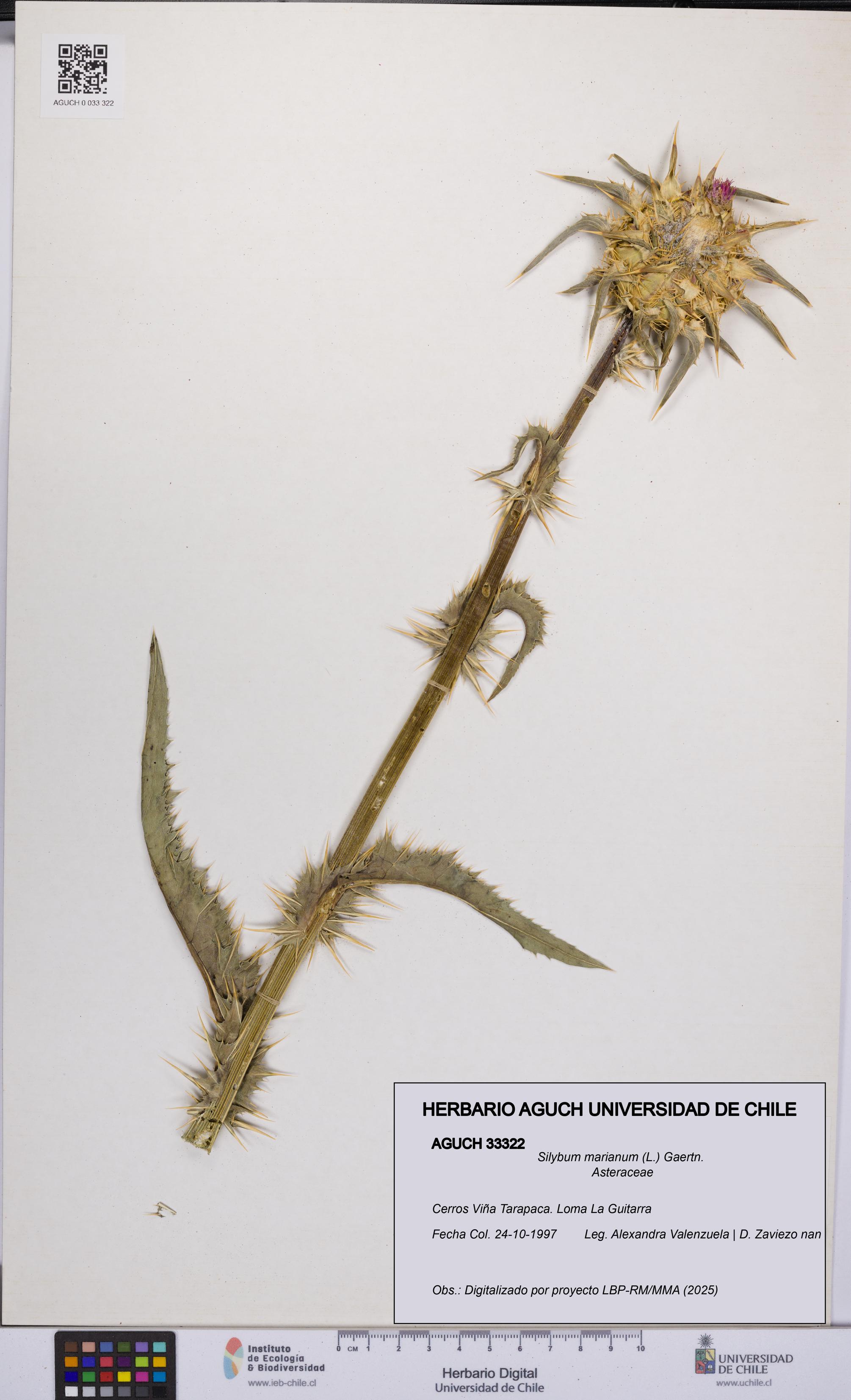 Silybum marianum [Espécimen: UCH:AGUCH:0033322]