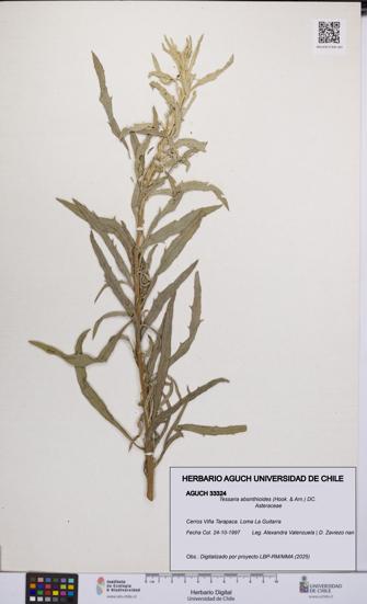 Tessaria absinthioides [Espécimen: UCH:AGUCH:0033324]