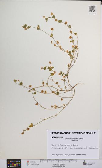 Trifolium campestre [Espécimen: UCH:AGUCH:0033328]