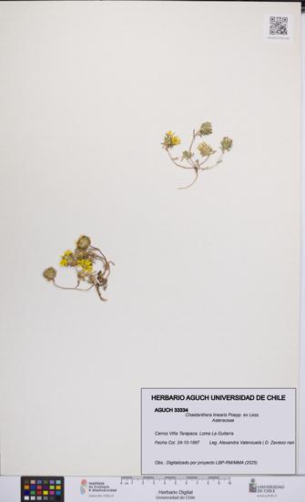 Chaetanthera linearis [Espécimen: UCH:AGUCH:0033334]