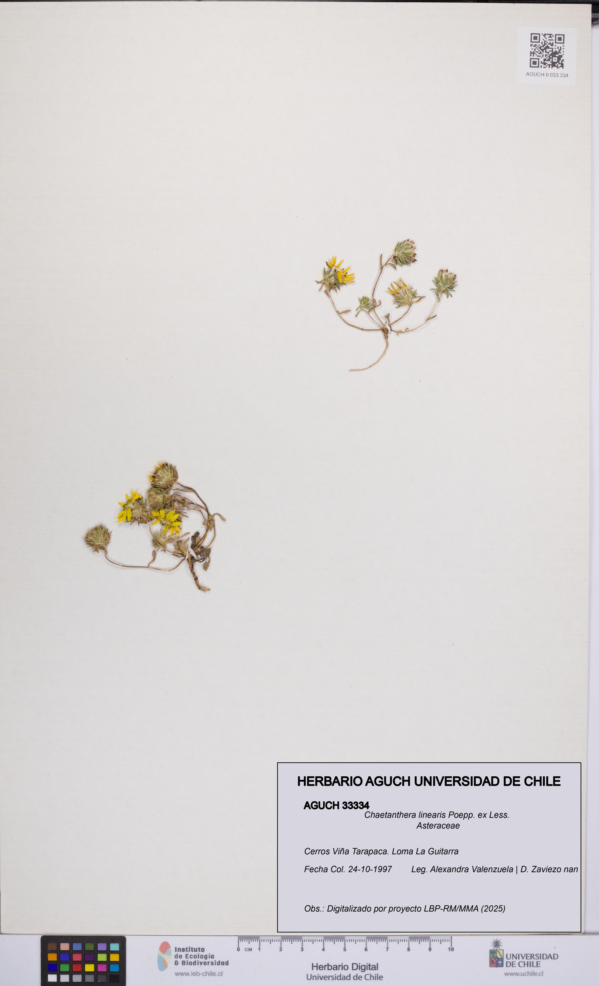 Chaetanthera linearis [Espécimen: UCH:AGUCH:0033334]