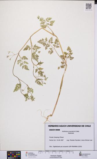 Anthriscus caucalis [Espécimen: UCH:AGUCH:0033346]