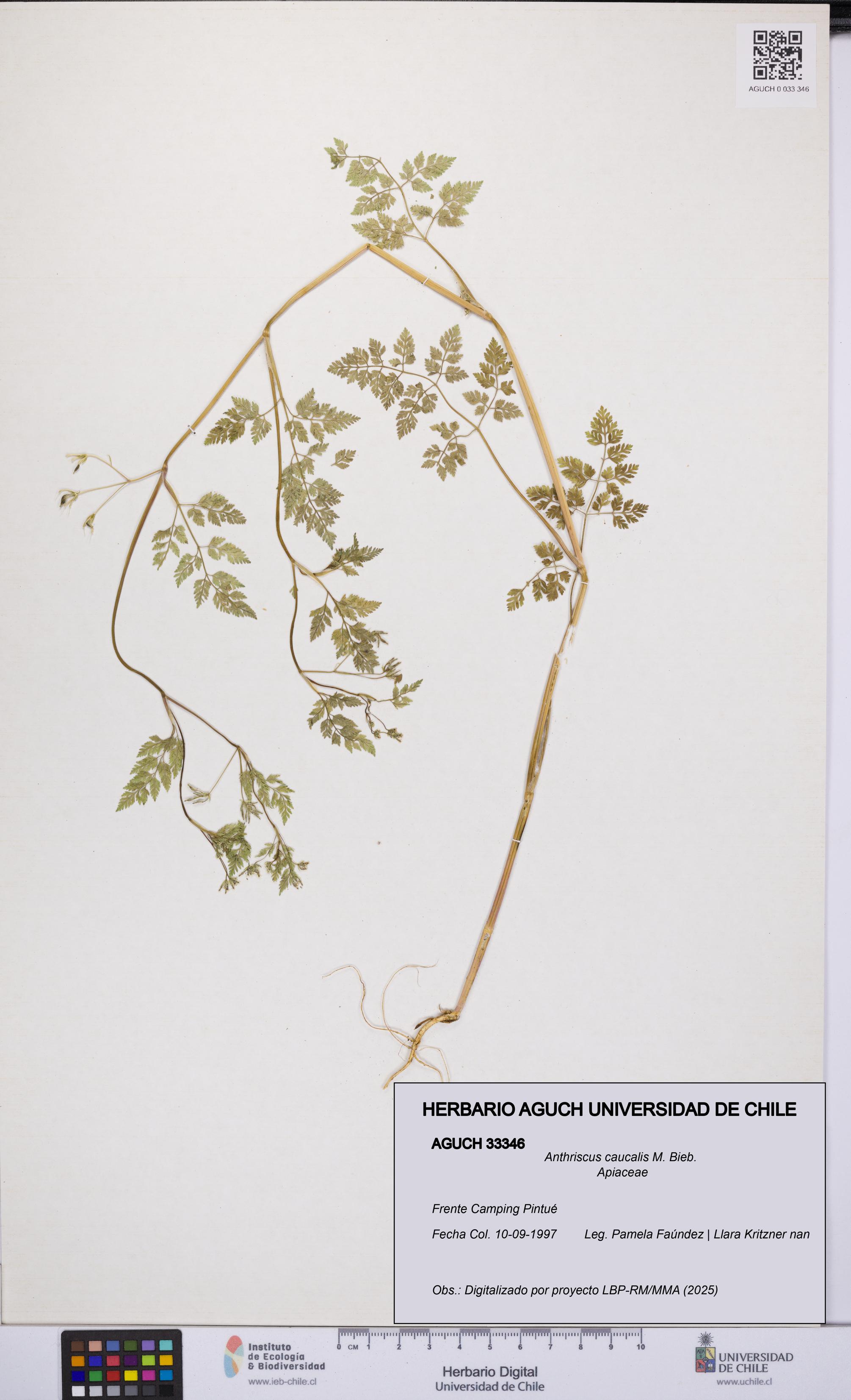 Anthriscus caucalis [Espécimen: UCH:AGUCH:0033346]