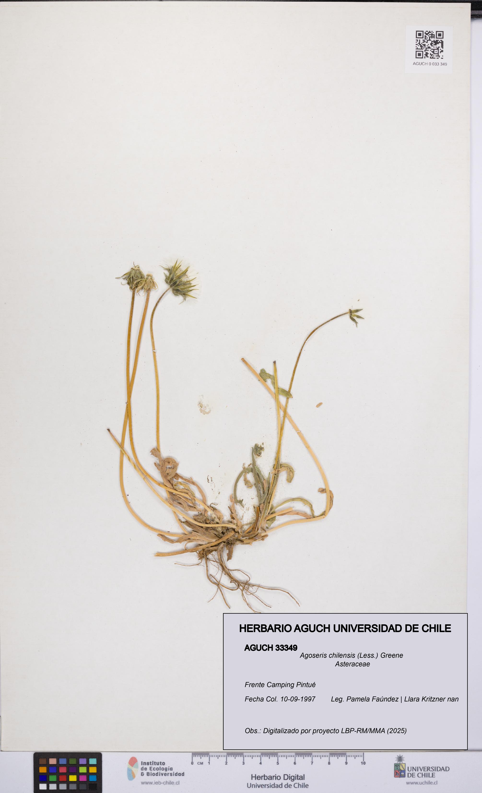 Agoseris chilensis [Espécimen: UCH:AGUCH:0033349]