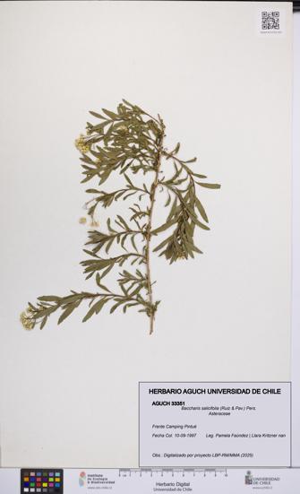 Baccharis salicifolia [Espécimen: UCH:AGUCH:0033351]