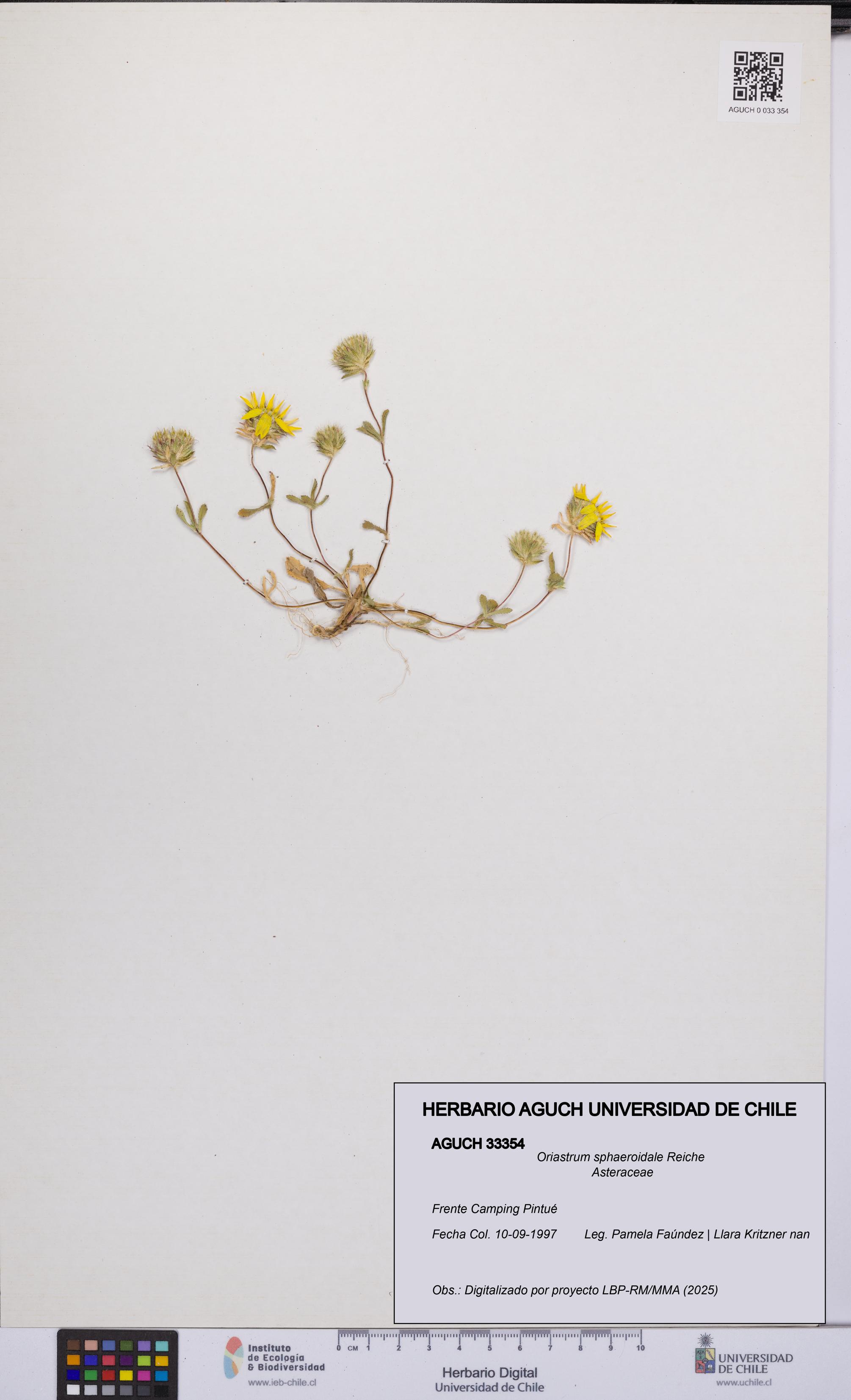 Oriastrum sphaeroidale [Espécimen: UCH:AGUCH:0033354]