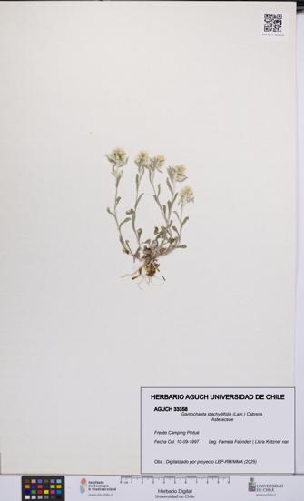 Gamochaeta stachydifolia [Espécimen: UCH:AGUCH:0033358]