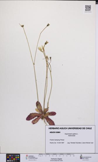 Hypochaeris glabra [Espécimen: UCH:AGUCH:0033361]