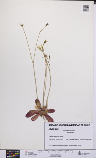 Hypochaeris glabra [Espécimen: UCH:AGUCH:0033361]
