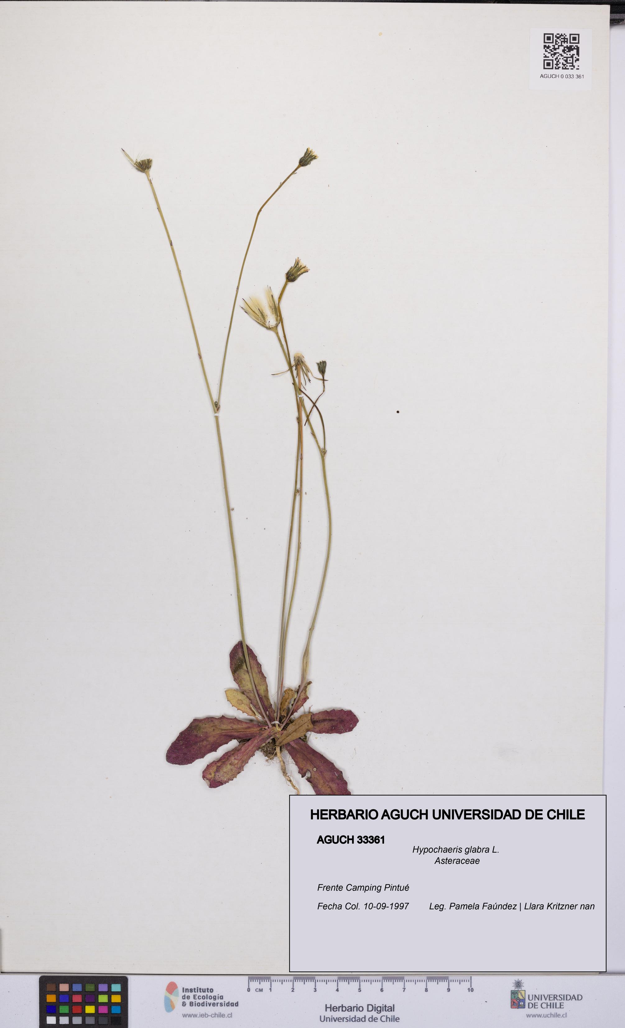 Hypochaeris glabra [Espécimen: UCH:AGUCH:0033361]