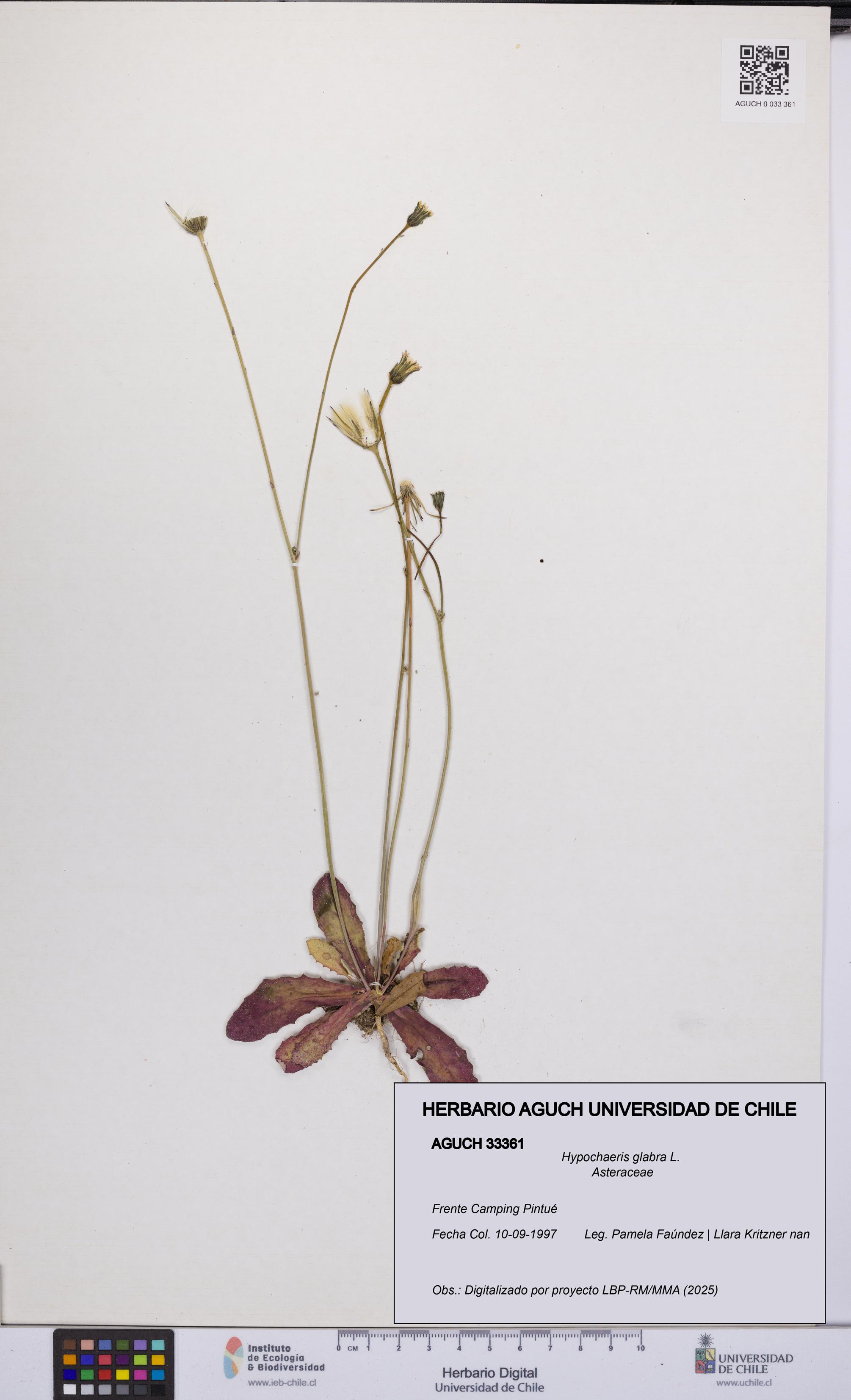 Hypochaeris glabra [Espécimen: UCH:AGUCH:0033361]