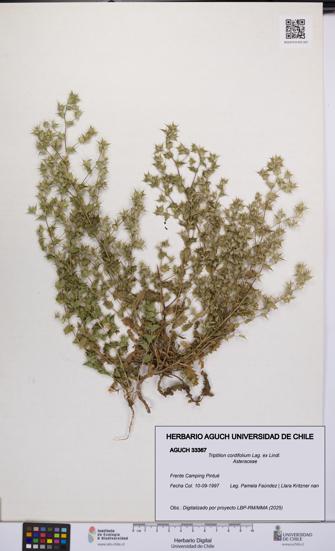 Triptilion cordifolium [Espécimen: UCH:AGUCH:0033367]