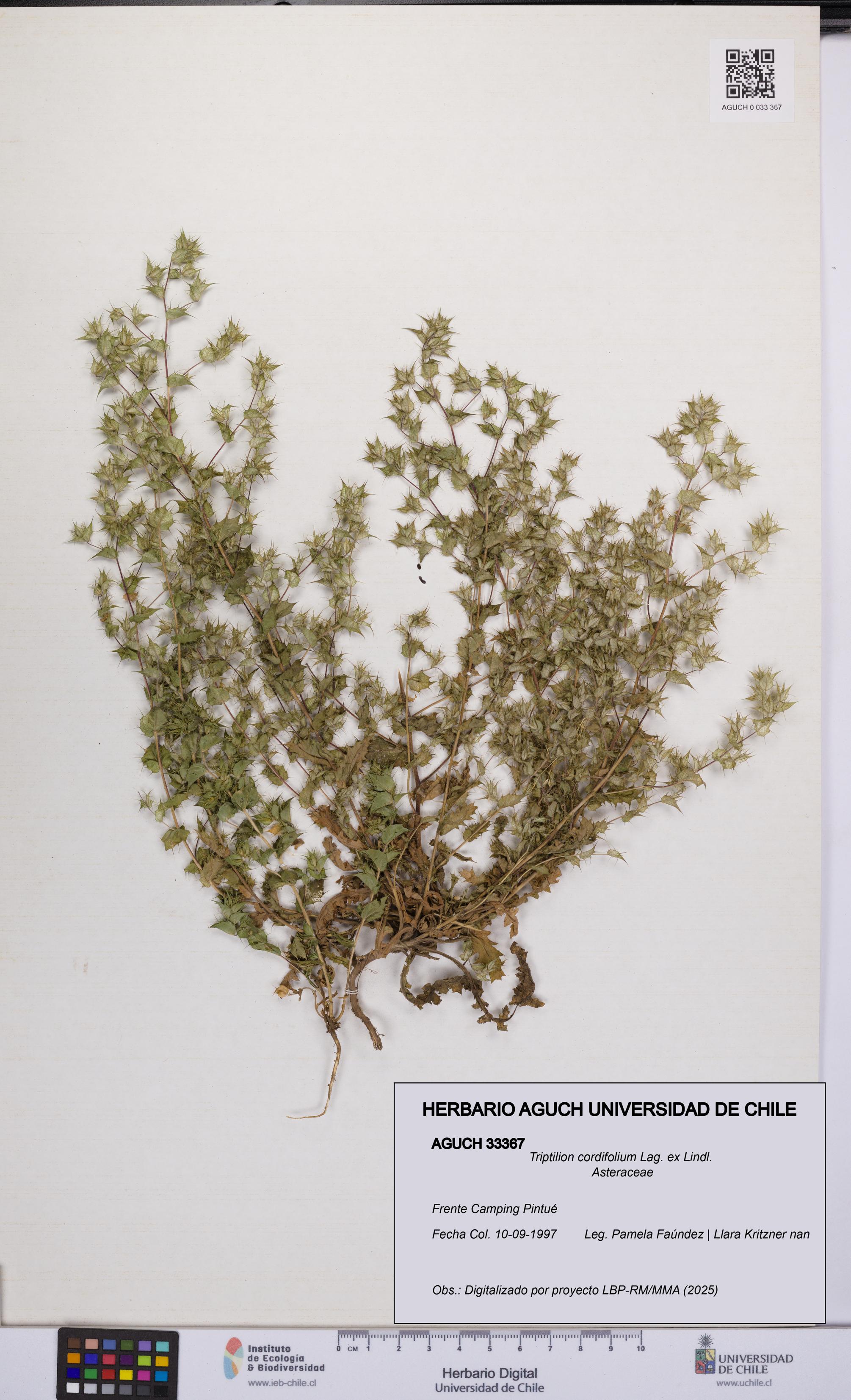 Triptilion cordifolium [Espécimen: UCH:AGUCH:0033367]
