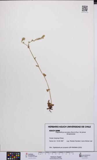 Plagiobothrys muricatus [Espécimen: ]