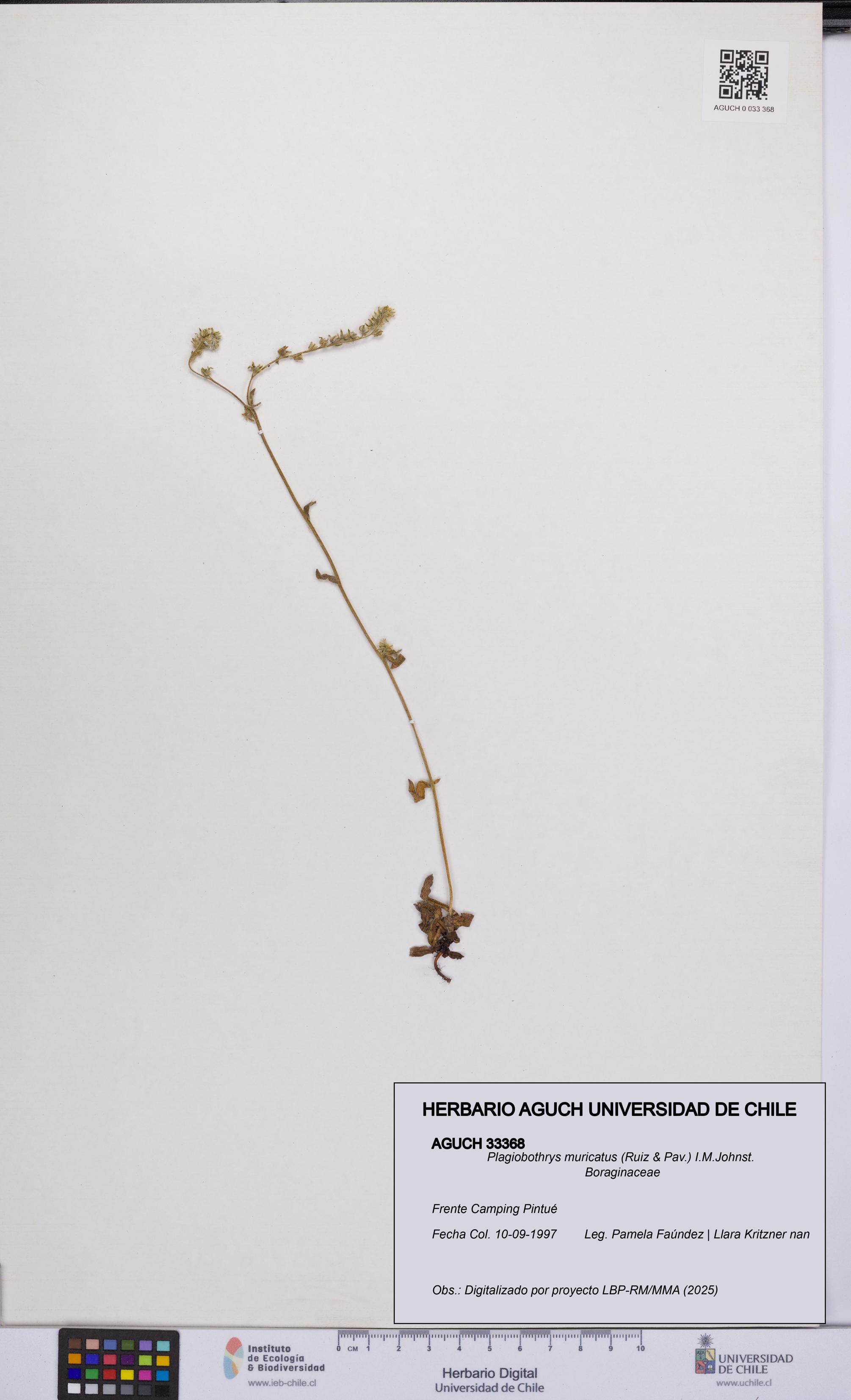Plagiobothrys muricatus [Espécimen: ]