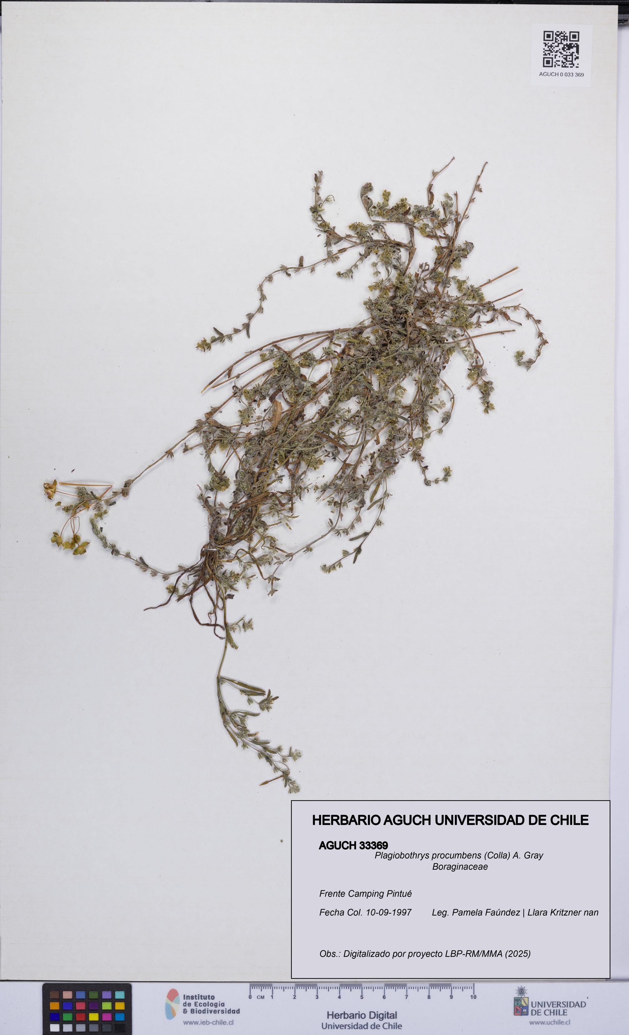Plagiobothrys procumbens [Espécimen: UCH:AGUCH:0033369]