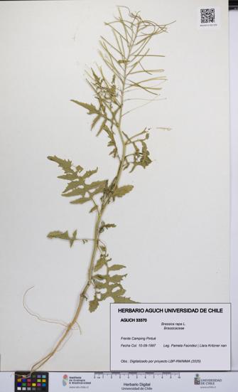 Brassica rapa [Espécimen: UCH:AGUCH:0033370]
