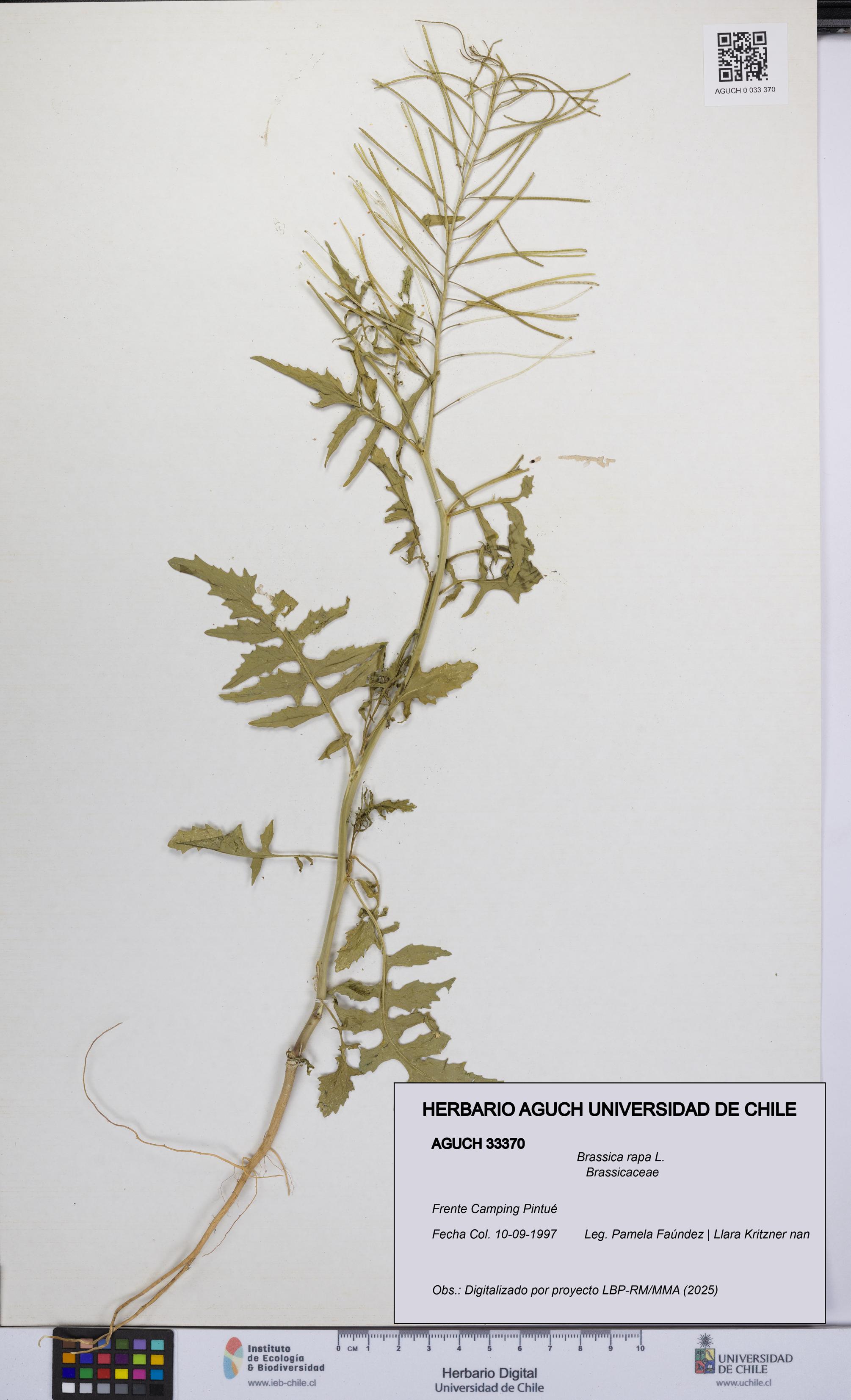 Brassica rapa [Espécimen: UCH:AGUCH:0033370]