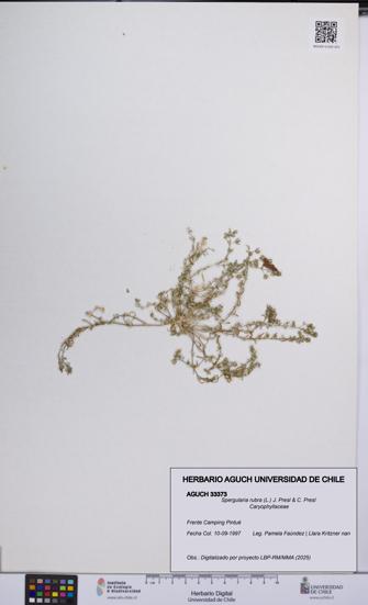 Spergularia rubra [Espécimen: UCH:AGUCH:0033373]