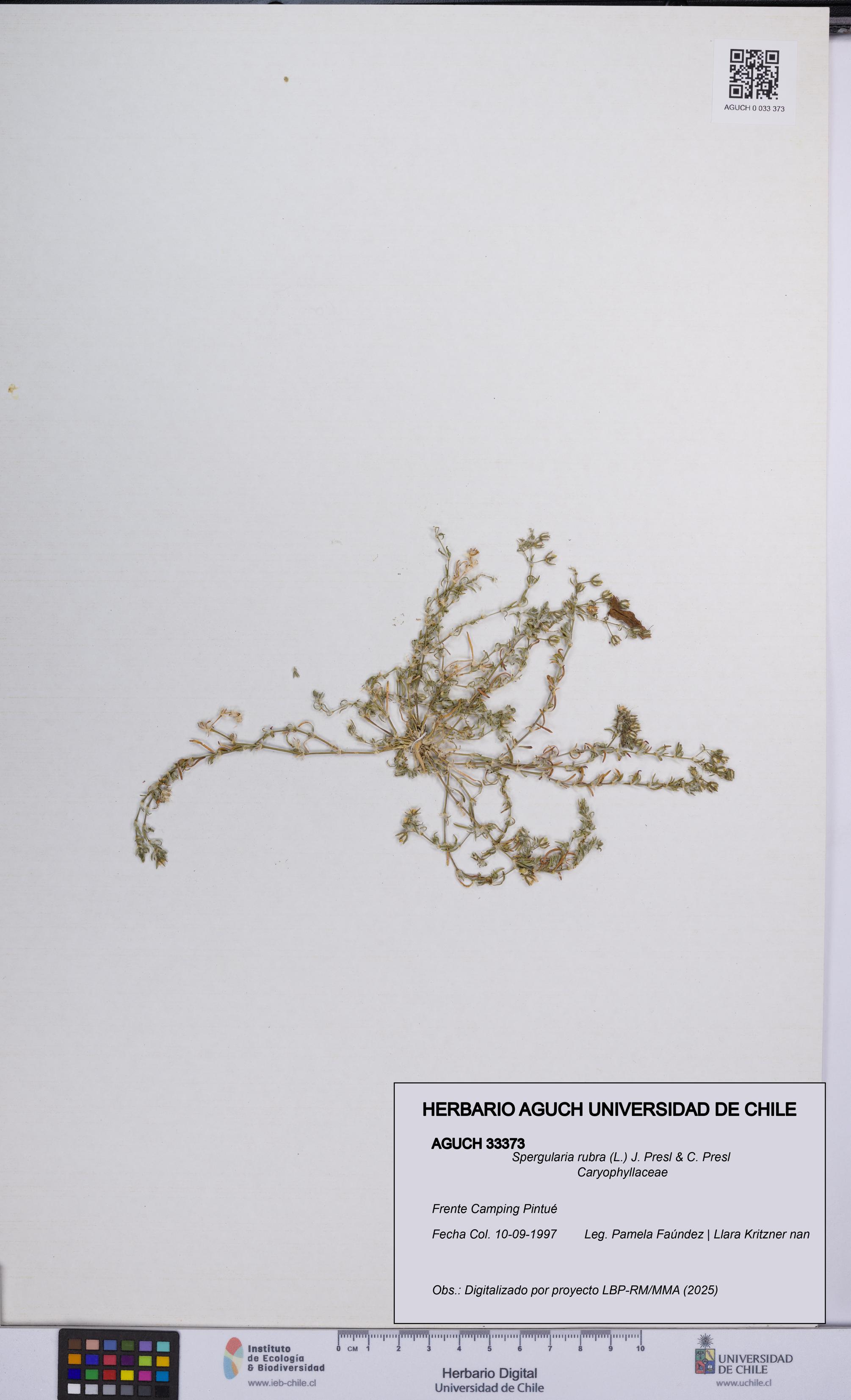 Spergularia rubra [Espécimen: UCH:AGUCH:0033373]