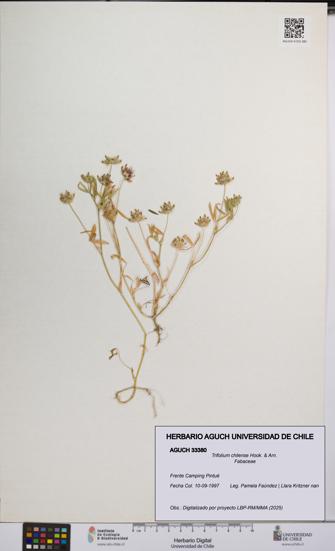 Trifolium chilense [Espécimen: UCH:AGUCH:0033380]