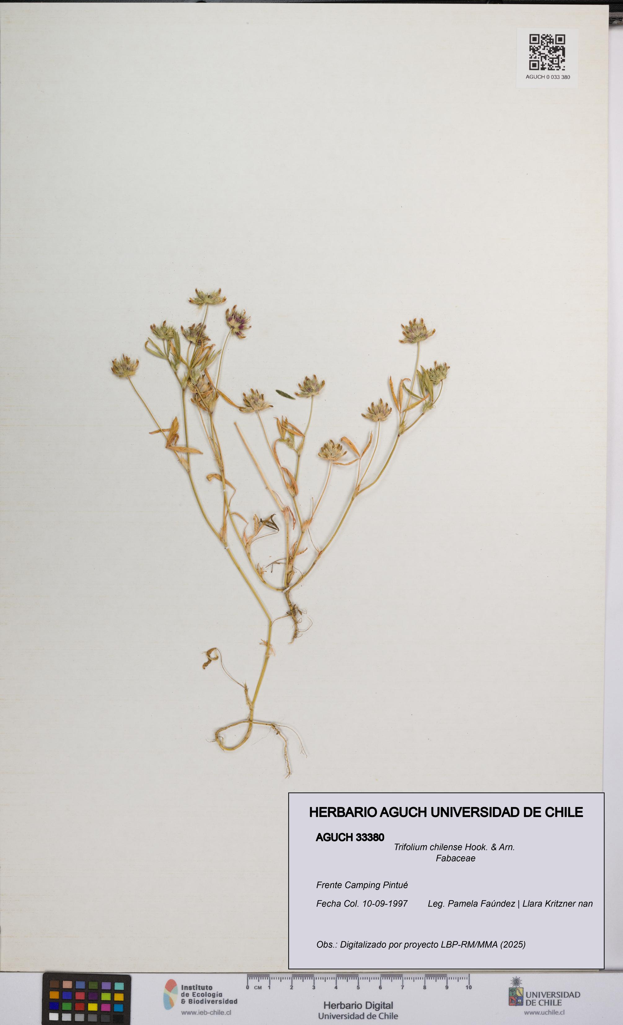 Trifolium chilense [Espécimen: UCH:AGUCH:0033380]