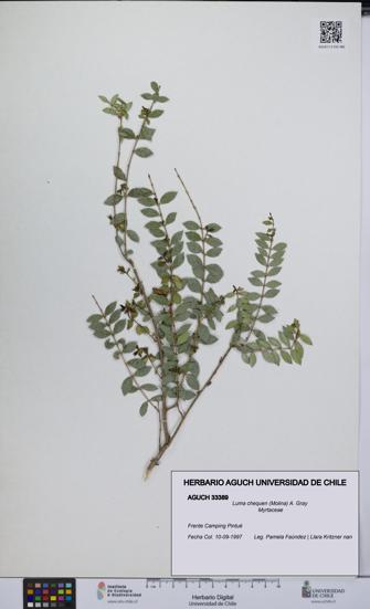 Luma chequen [Espécimen: UCH:AGUCH:0033389]