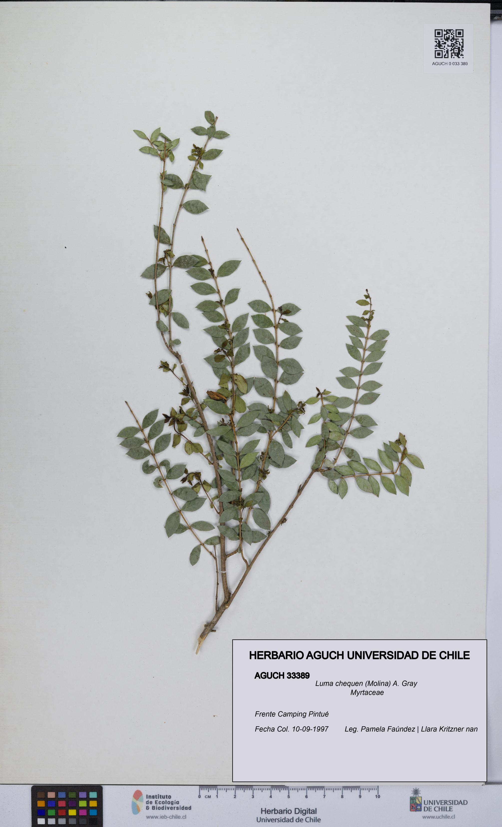 Luma chequen [Espécimen: UCH:AGUCH:0033389]