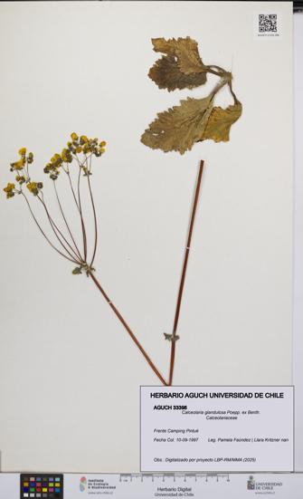 Calceolaria glandulosa [Espécimen: UCH:AGUCH:0033398]