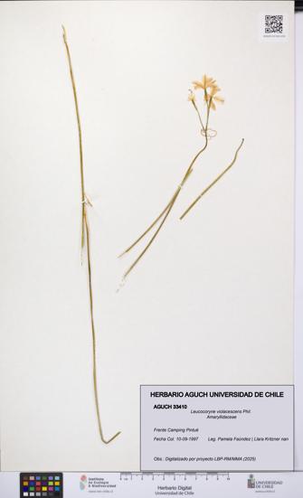 Leucocoryne violacescens [Espécimen: UCH:AGUCH:0033410]