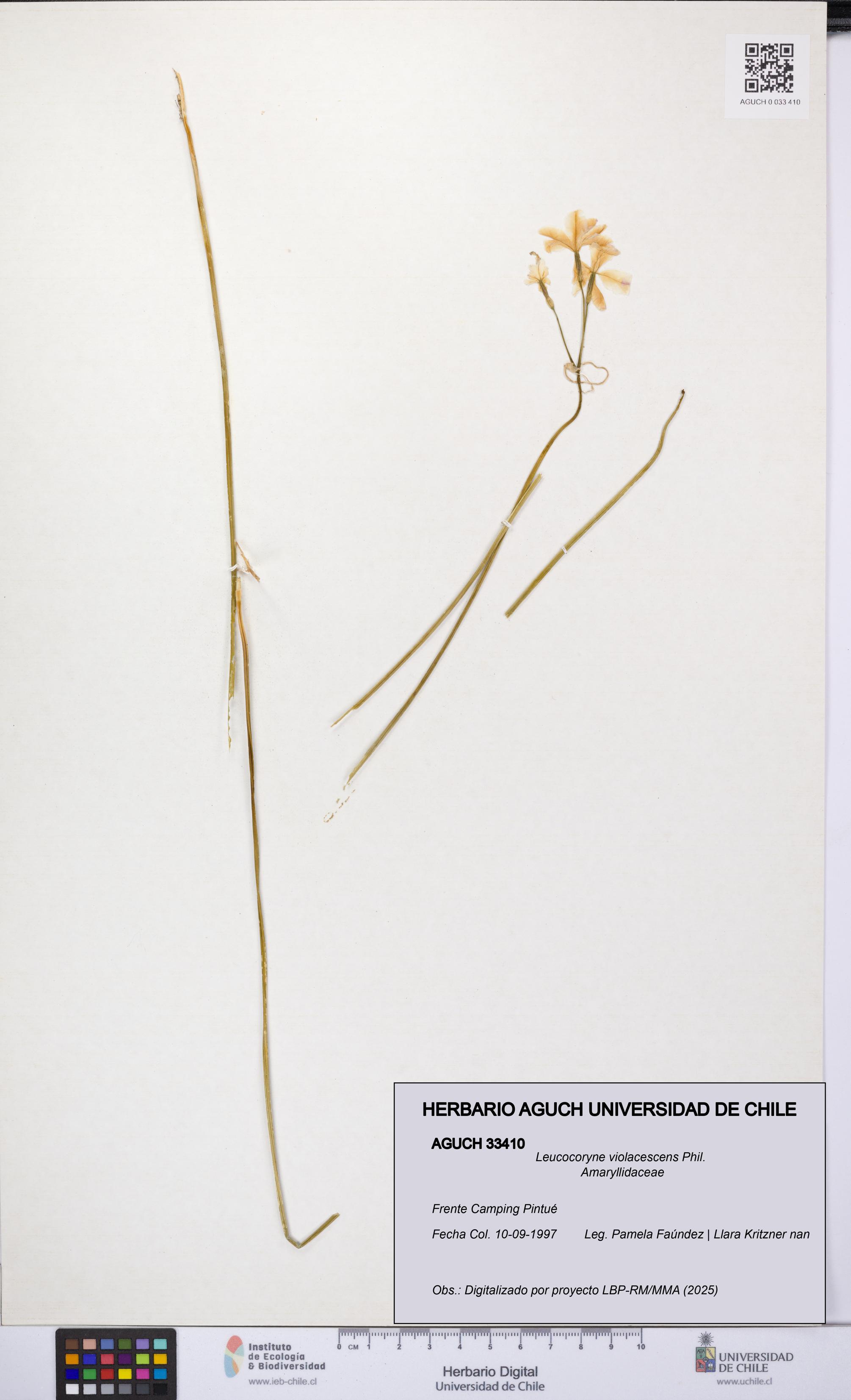 Leucocoryne violacescens [Espécimen: UCH:AGUCH:0033410]