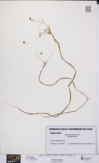 Gilliesia graminea [Espécimen: UCH:AGUCH:0033413]
