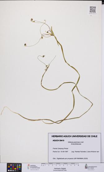 Gilliesia graminea [Espécimen: UCH:AGUCH:0033413]