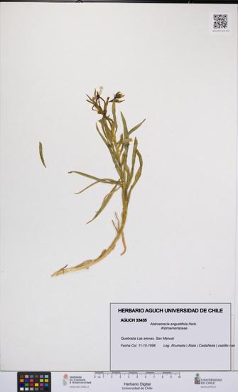 Alstroemeria angustifolia [Espécimen: UCH:AGUCH:0033435]